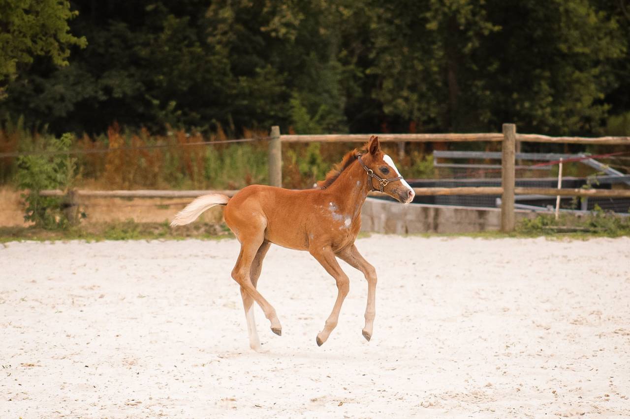 Intero Welsh Part Bred In vendita 2026 Sauro
