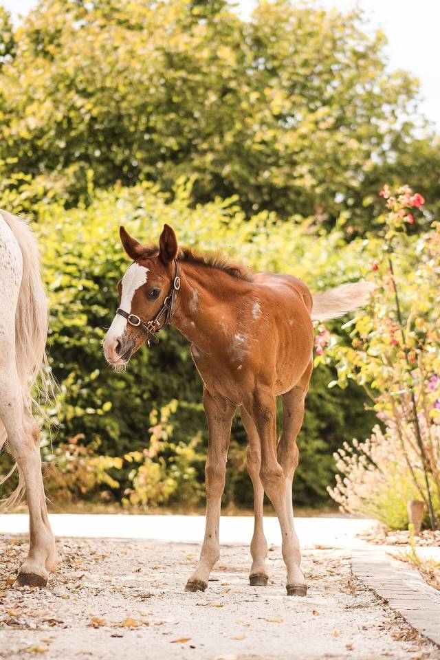 Intero Welsh Part Bred In vendita 2026 Sauro