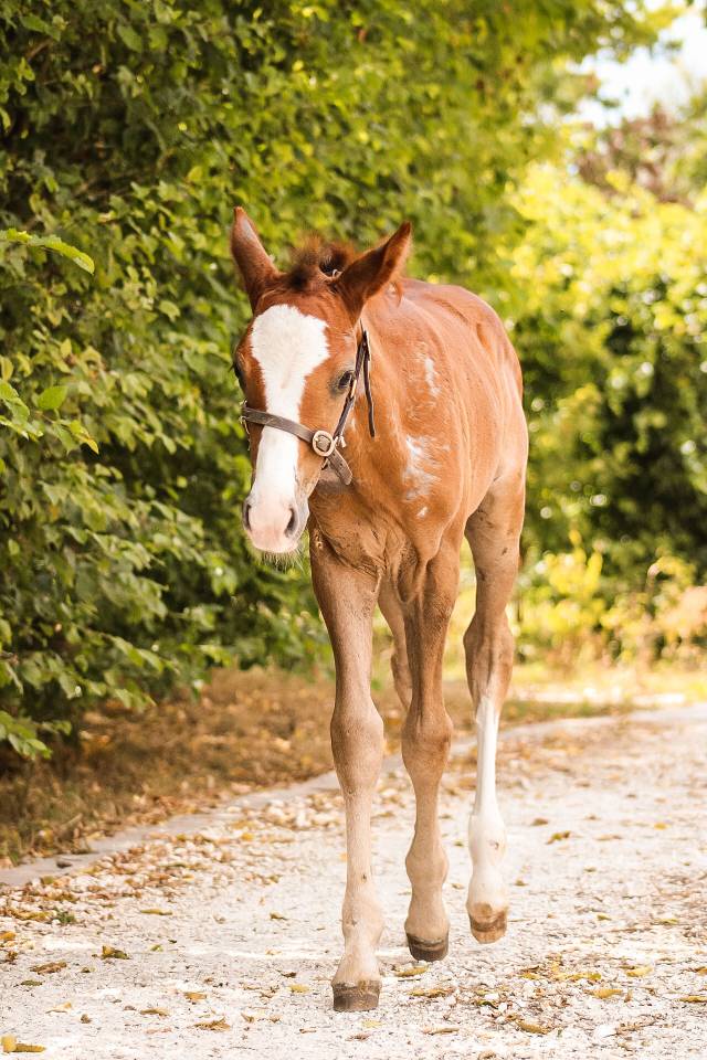 Intero Welsh Part Bred In vendita 2026 Sauro