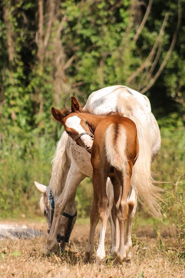 Intero Welsh Part Bred In vendita 2026 Sauro