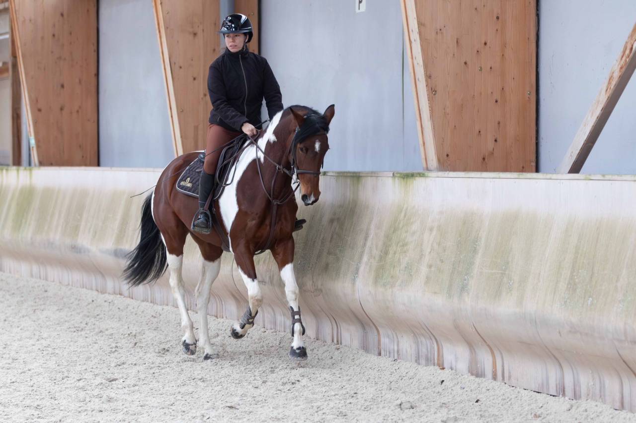 Cavalla Zangersheide In vendita 2016 Pezzato ,  Chellsini Z
