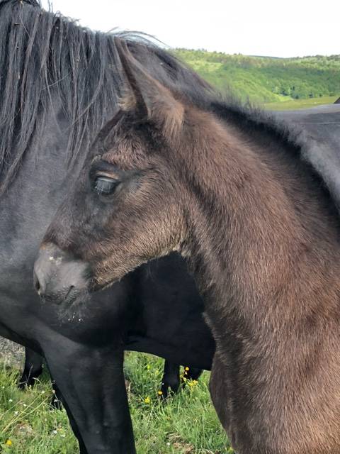 Puledro M&eacute;rens In vendita 2026 Nero
