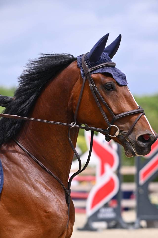 Castrone sBs Cavallo da Sport Belgio In vendita 2020 Baio