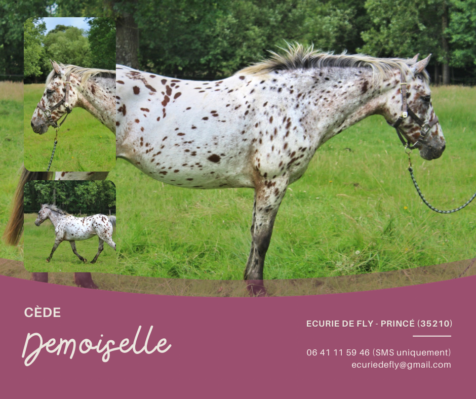Cavalla Origine Non Constatata In vendita 2013 Appaloosa
