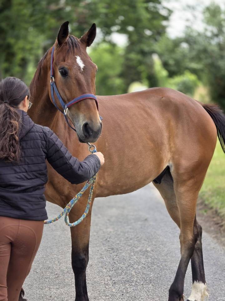 Castrone Trottatore Francese In vendita 2021 Baio