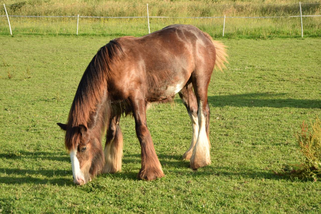 Puledro Gypsy Cob In vendita 2025 Baio scuro ,  Cillbarra Master Of Poppets