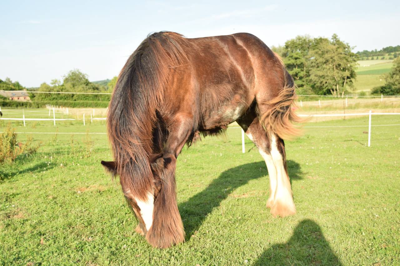 Puledro Gypsy Cob In vendita 2025 Baio scuro ,  Cillbarra Master Of Poppets