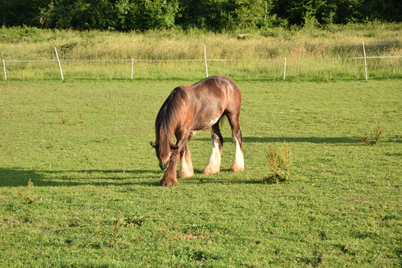 Puledro Gypsy Cob In vendita 2025 Baio scuro ,  Cillbarra Master Of Poppets