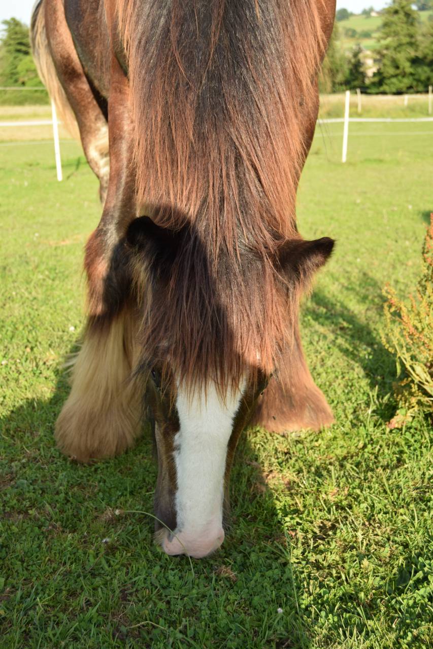 Puledro Gypsy Cob In vendita 2025 Baio scuro ,  Cillbarra Master Of Poppets