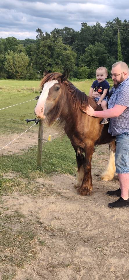 Puledro Gypsy Cob In vendita 2025 Baio scuro ,  Cillbarra Master Of Poppets