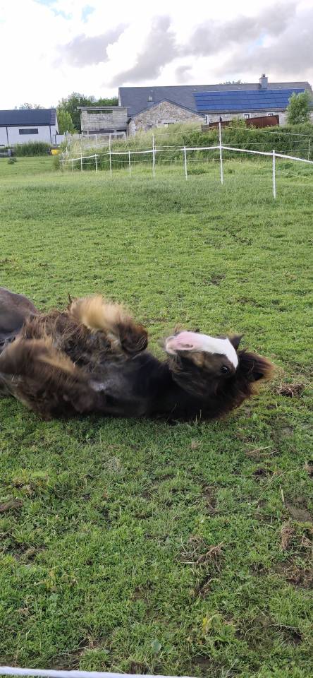Puledro Gypsy Cob In vendita 2025 Baio scuro ,  Cillbarra Master Of Poppets