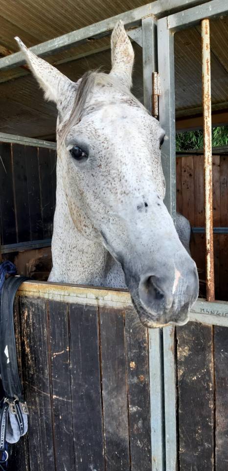 Cavallo grigio
