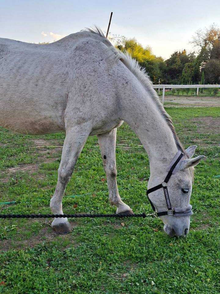 Cavallo grigio