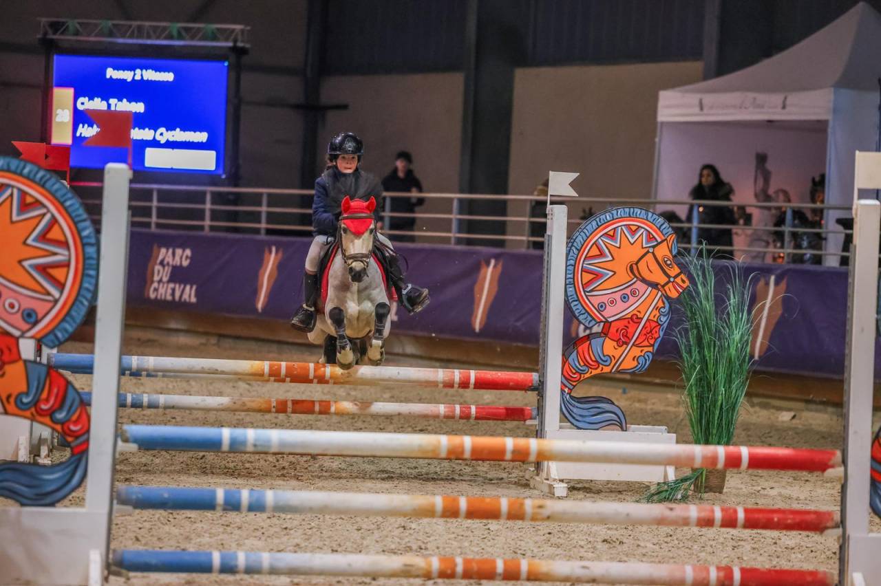 Castrone PFS Pony Francese da Sella In vendita 2017 Isabella