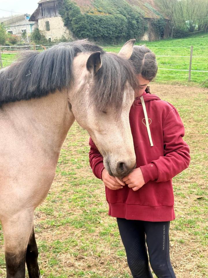 Castrone PFS Pony Francese da Sella In vendita 2017 Isabella
