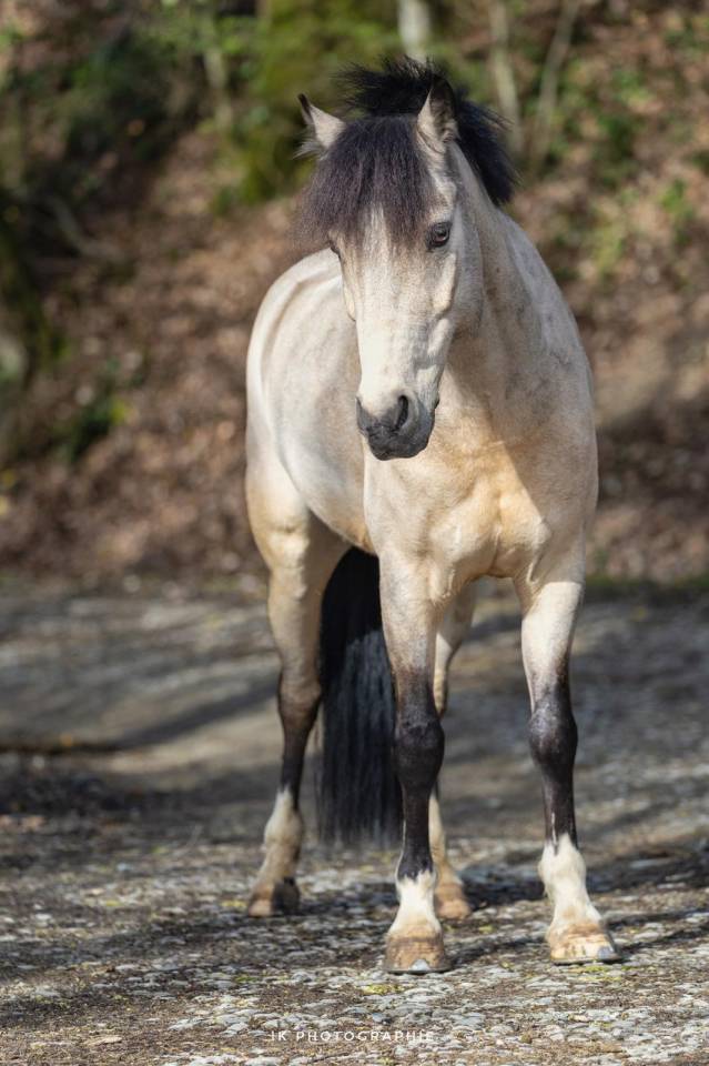 Castrone PFS Pony Francese da Sella In vendita 2017 Isabella