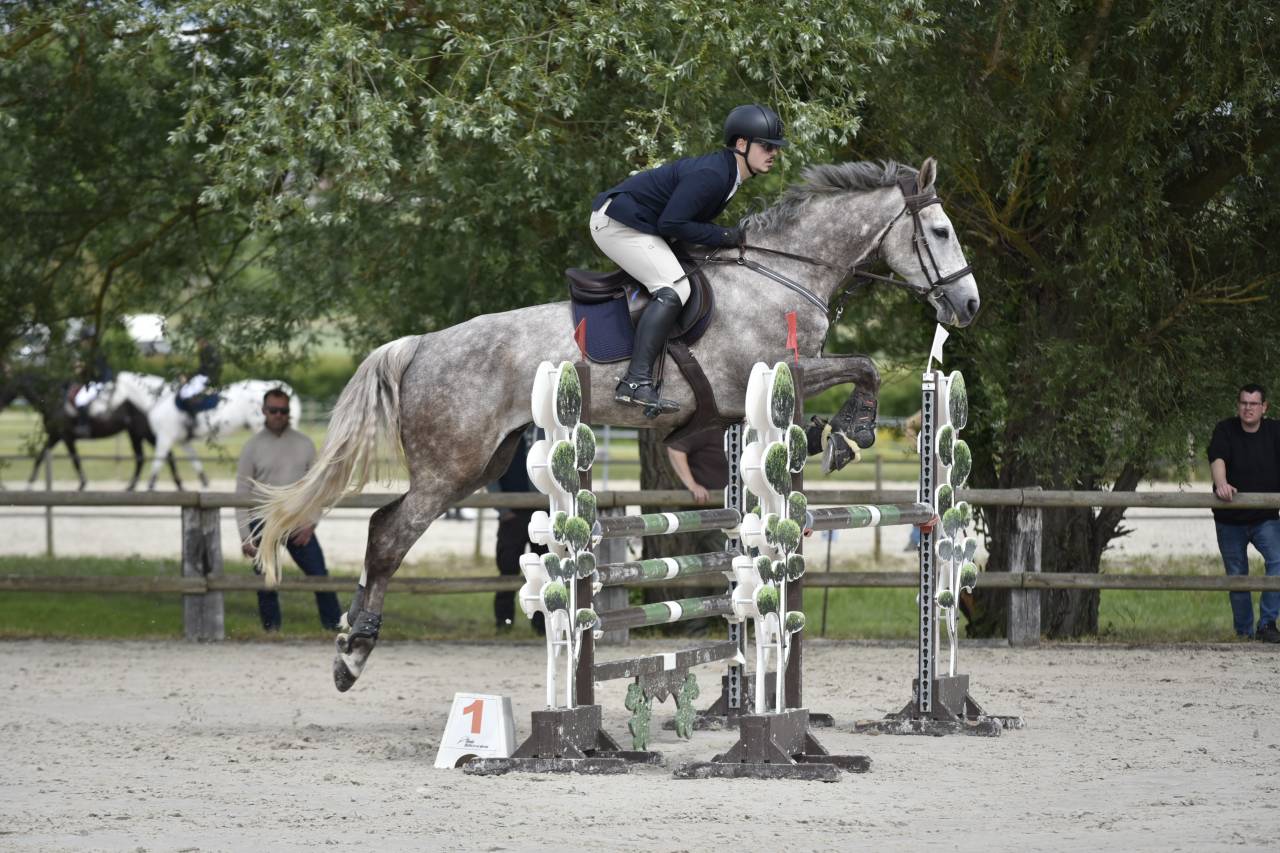 Castrone Sella Francese In vendita 2018 Grigio ,  URANO DE CARTIGNY