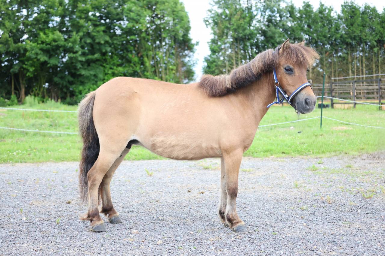 Cavalla Origine Non Constatata In vendita 2013 Isabella
