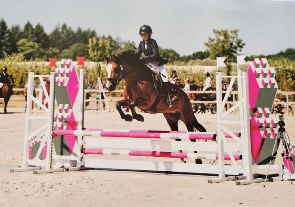 Cavalla New Forest Noleggio 2014 Baio