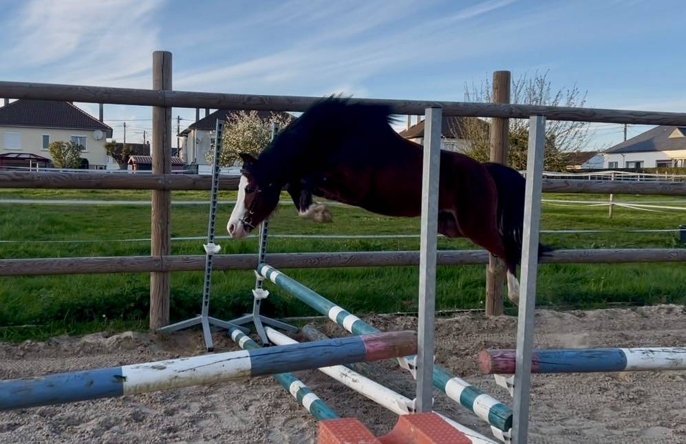 Intero PFS Pony Francese da Sella In vendita 2023 Baio