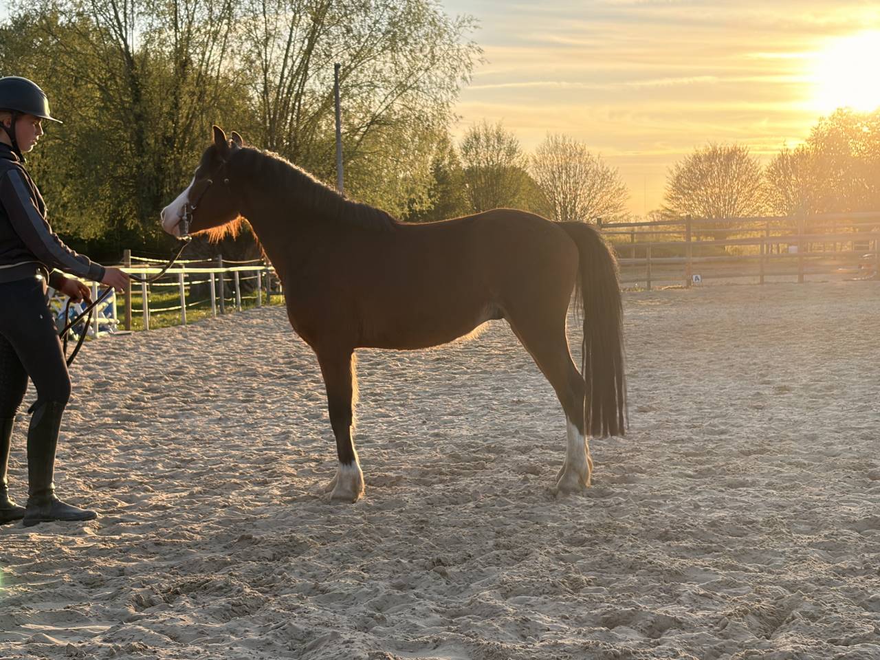 Intero PFS Pony Francese da Sella In vendita 2023 Baio