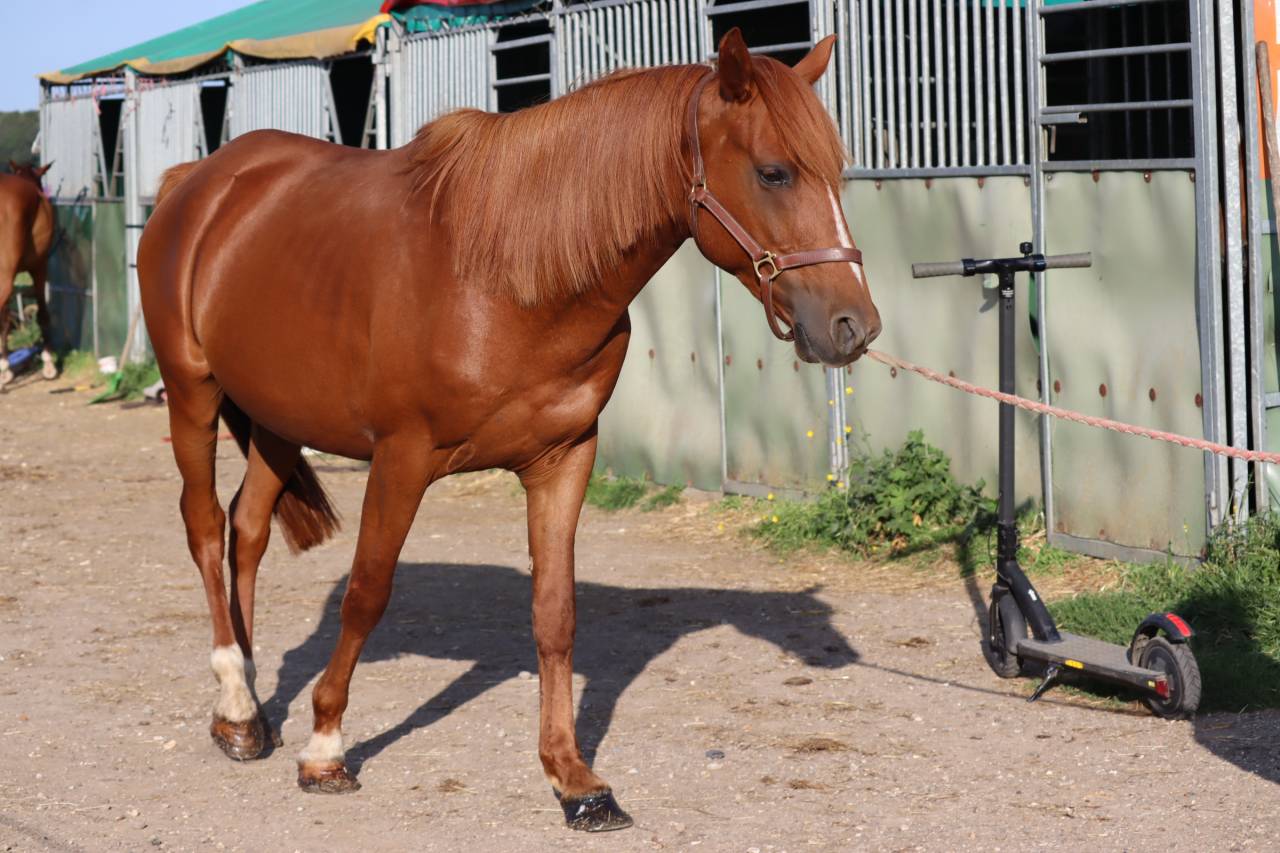 Castrone Mezzo Sangue Arabo In vendita 2019 Sauro ,  JORMANE DU VOLDAY