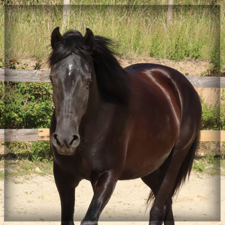 Cavalla Minorquin In vendita 2015 Nero
