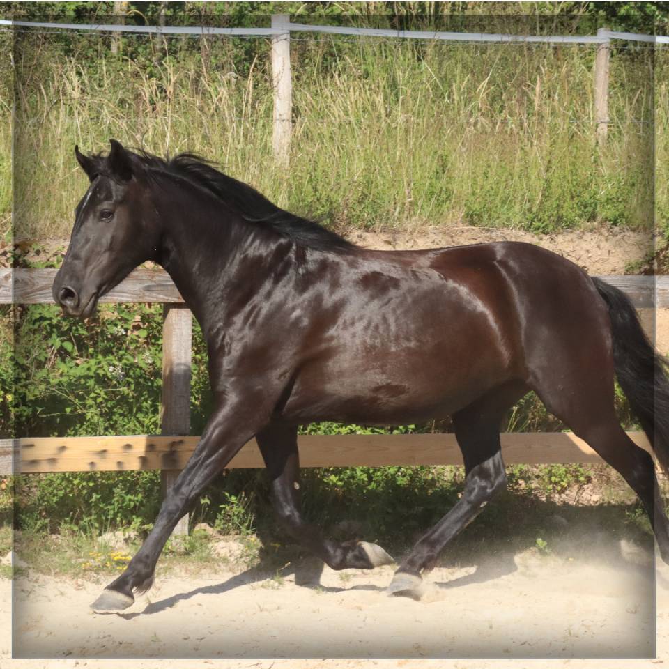 Cavalla Minorquin In vendita 2015 Nero
