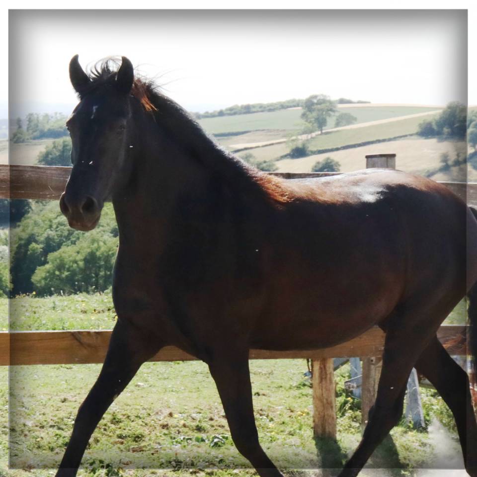 Cavalla Minorquin In vendita 2015 Nero