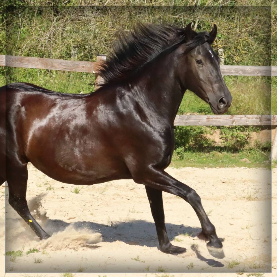 Cavalla Minorquin In vendita 2015 Nero
