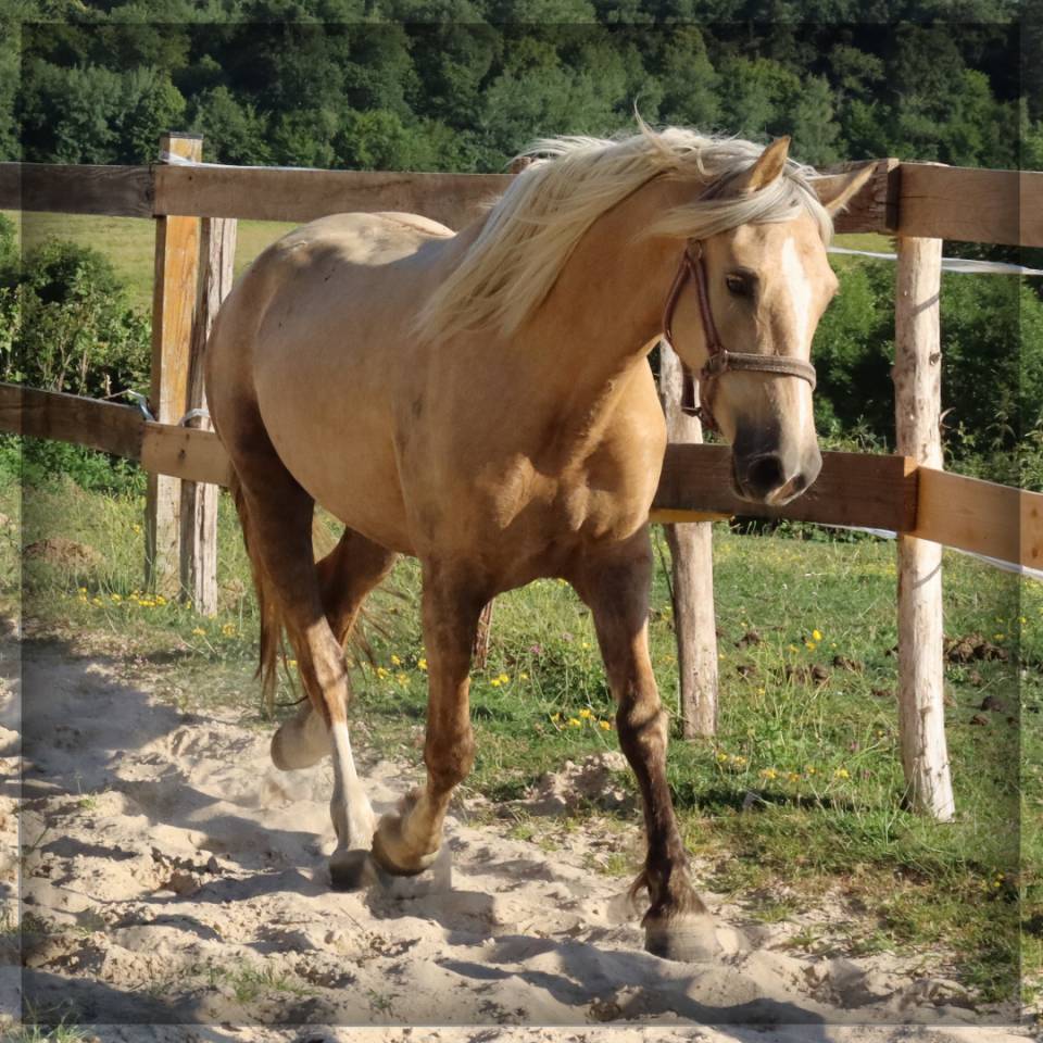 Cavalla Welsh Poney (Sezione D), Welsh Cob  In vendita 2023 Palomino ,  Just a breeze Kiba