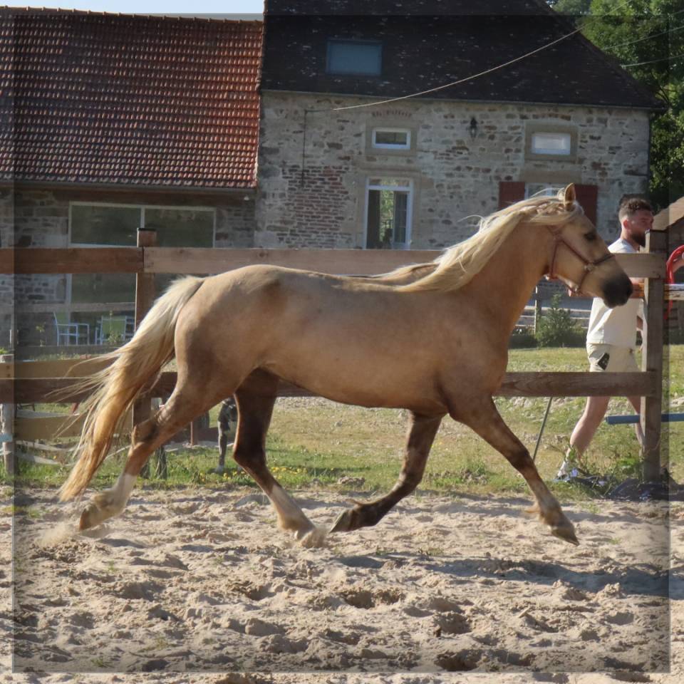 Cavalla Welsh Poney (Sezione D), Welsh Cob  In vendita 2023 Palomino ,  Just a breeze Kiba