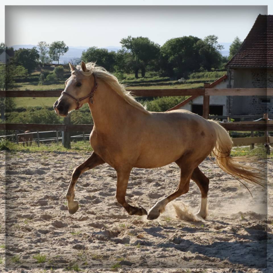 Cavalla Welsh Poney (Sezione D), Welsh Cob  In vendita 2023 Palomino ,  Just a breeze Kiba