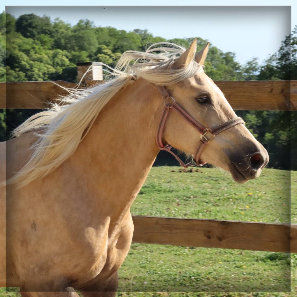 Cavalla Welsh Poney (Sezione D), Welsh Cob  In vendita 2023 Palomino ,  Just a breeze Kiba