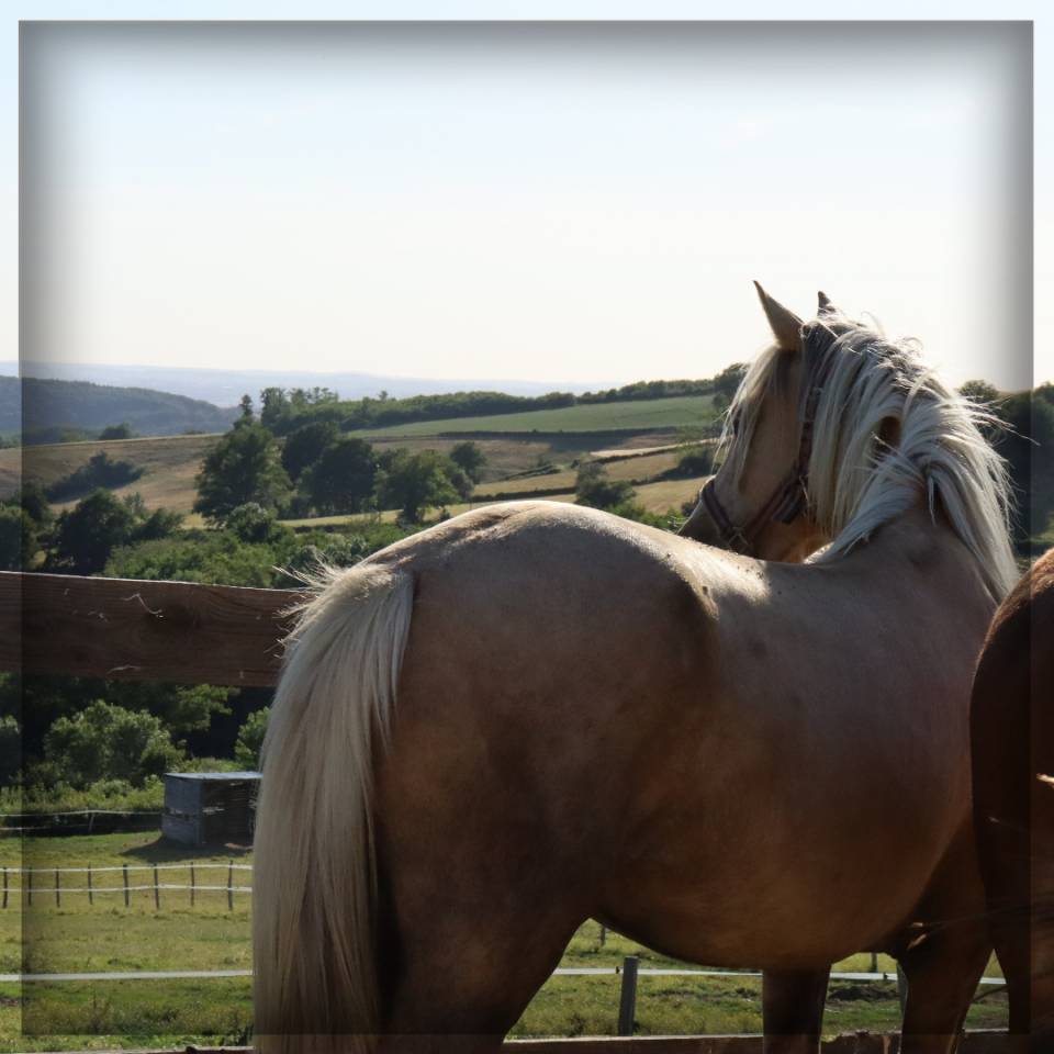 Cavalla Welsh Poney (Sezione D), Welsh Cob  In vendita 2023 Palomino ,  Just a breeze Kiba