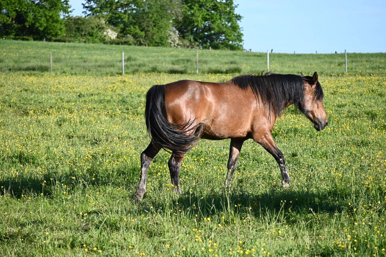 Cavalla Cob Normande In vendita 2023 Baio