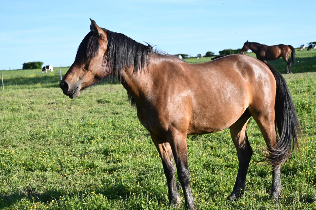 Cavalla Cob Normande In vendita 2023 Baio