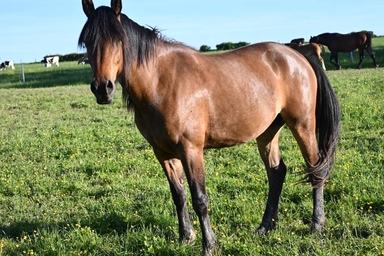 Cavalla Cob Normande In vendita 2023 Baio