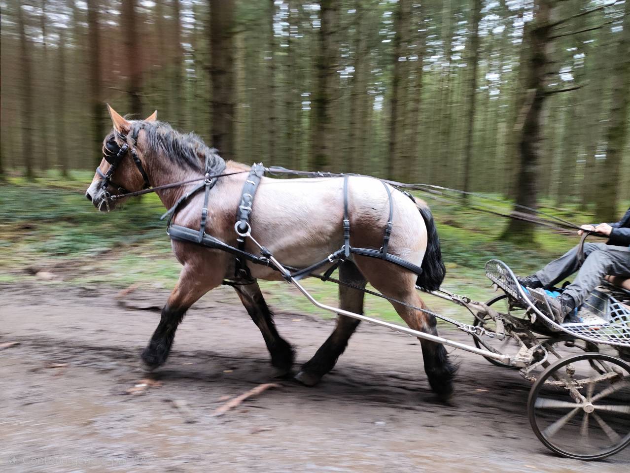 Cavalla Tiro Belgio, Braban&ccedil;on In vendita 2023 Roano