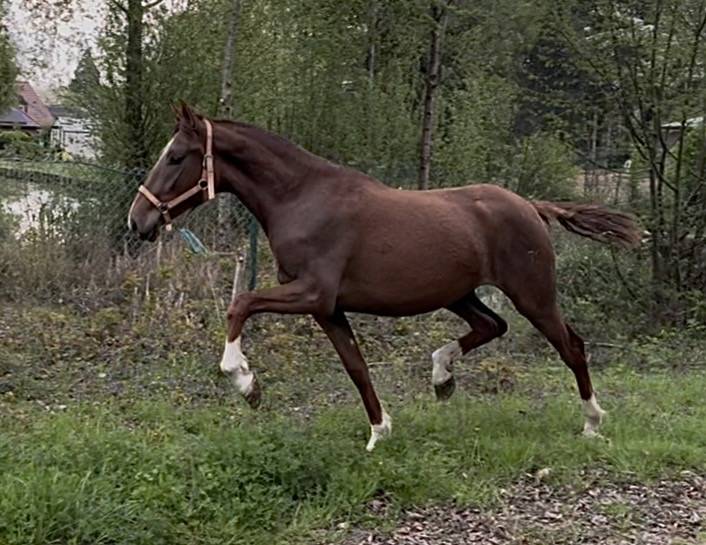Cavalla PRE Andaluso In vendita 2024 Sauro brul&eacute; ,  Seni platero III