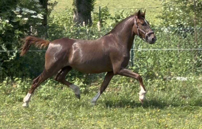 Cavalla PRE Andaluso In vendita 2024 Sauro brul&eacute; ,  Seni platero III