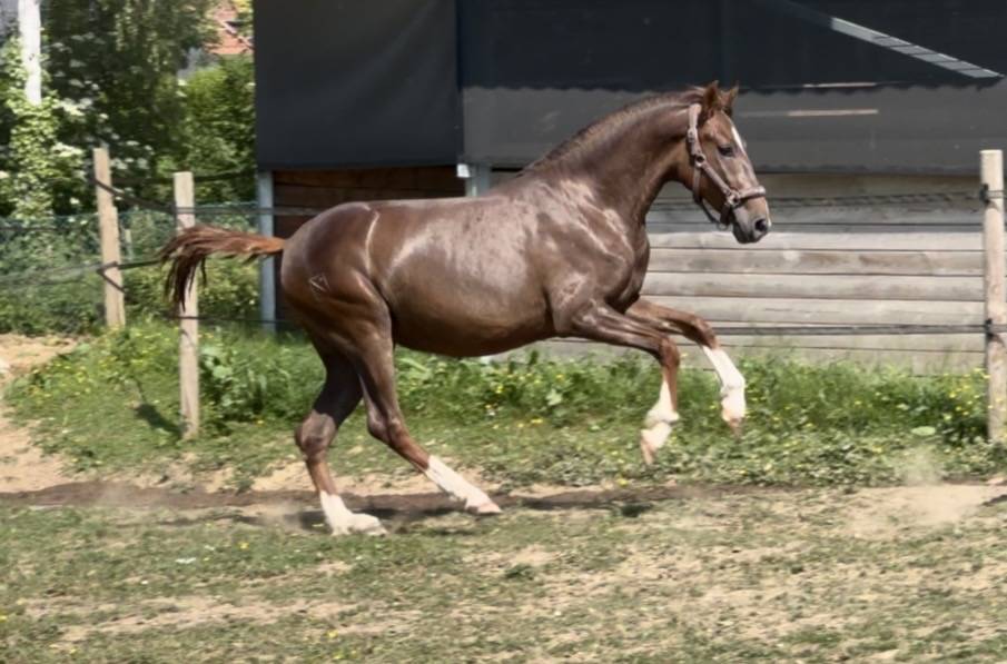 Cavalla PRE Andaluso In vendita 2024 Sauro brul&eacute; ,  Seni platero III