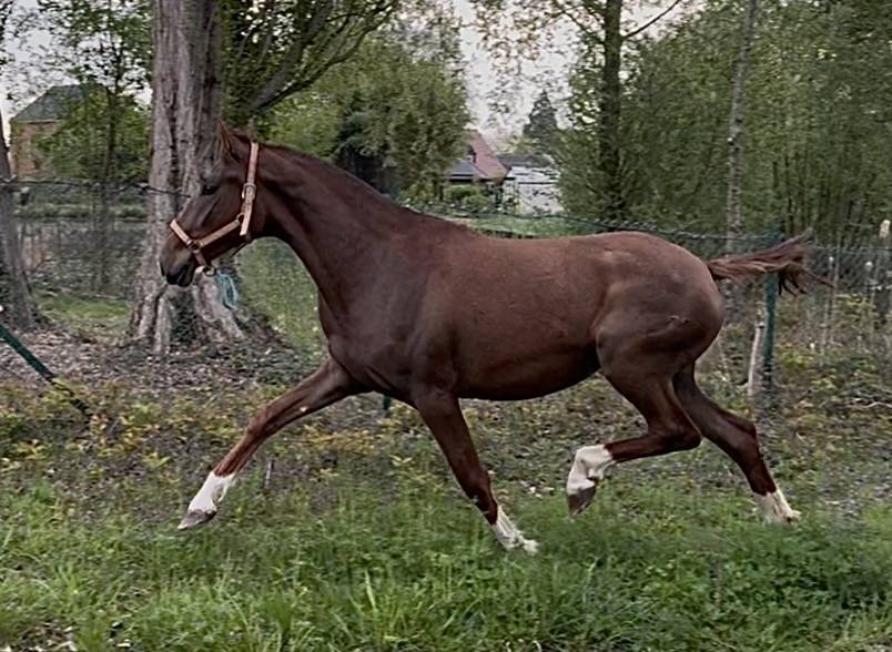 Cavalla PRE Andaluso In vendita 2024 Sauro brul&eacute; ,  Seni platero III