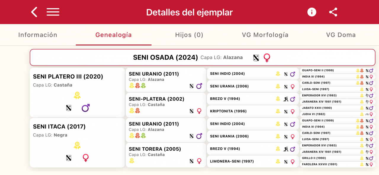 Cavalla PRE Andaluso In vendita 2024 Sauro brul&eacute; ,  Seni platero III