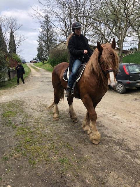 Castrone Tiro Breton In vendita 2016 Sauro ,  DIAOULIK AR PALUD ?BR