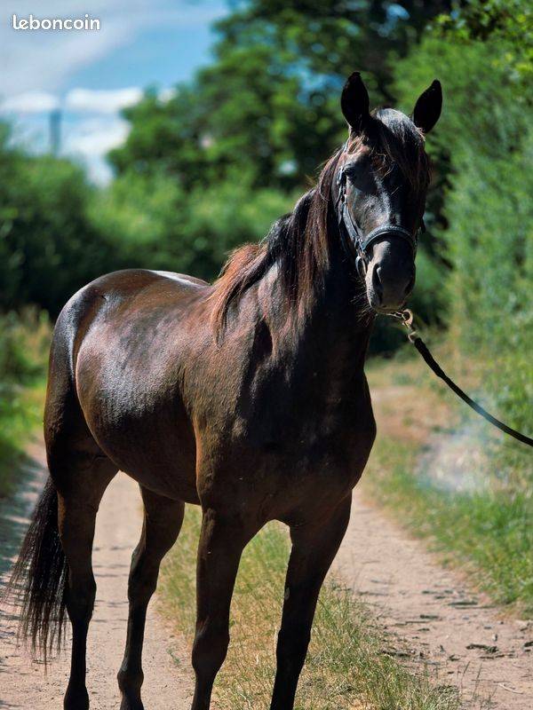Cavalla Trottatore Francese In vendita 2023 Nero