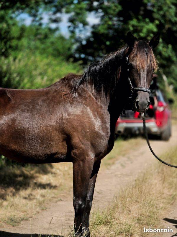 Cavalla Trottatore Francese In vendita 2023 Nero