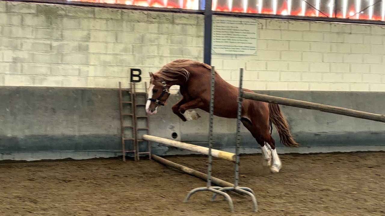 Intero Welsh Poney (Sezione D), Welsh Cob  In vendita 2023 Sauro ,  SYNOD ROYALSHOW