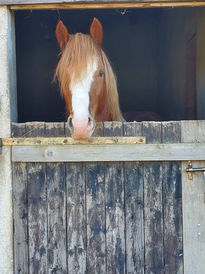 Intero Welsh Poney (Sezione D), Welsh Cob  In vendita 2023 Sauro ,  SYNOD ROYALSHOW