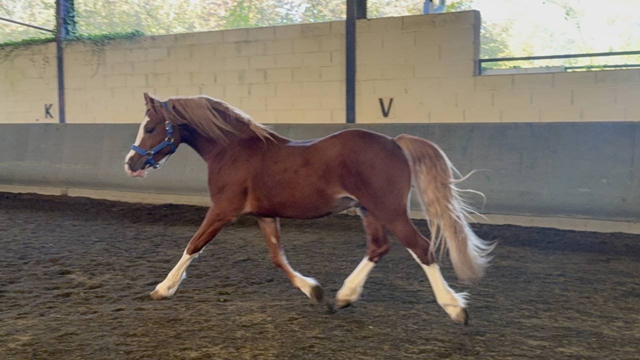 Intero Welsh Poney (Sezione D), Welsh Cob  In vendita 2023 Sauro ,  SYNOD ROYALSHOW